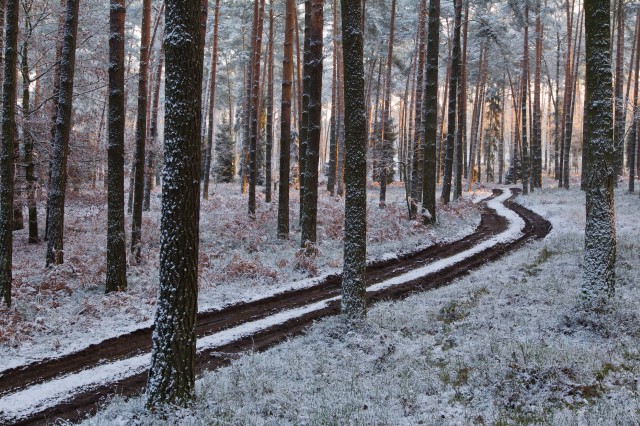 Zdjęcie przedstawia zimowy krajobraz lasu. Fot. Tomasz Szczansny