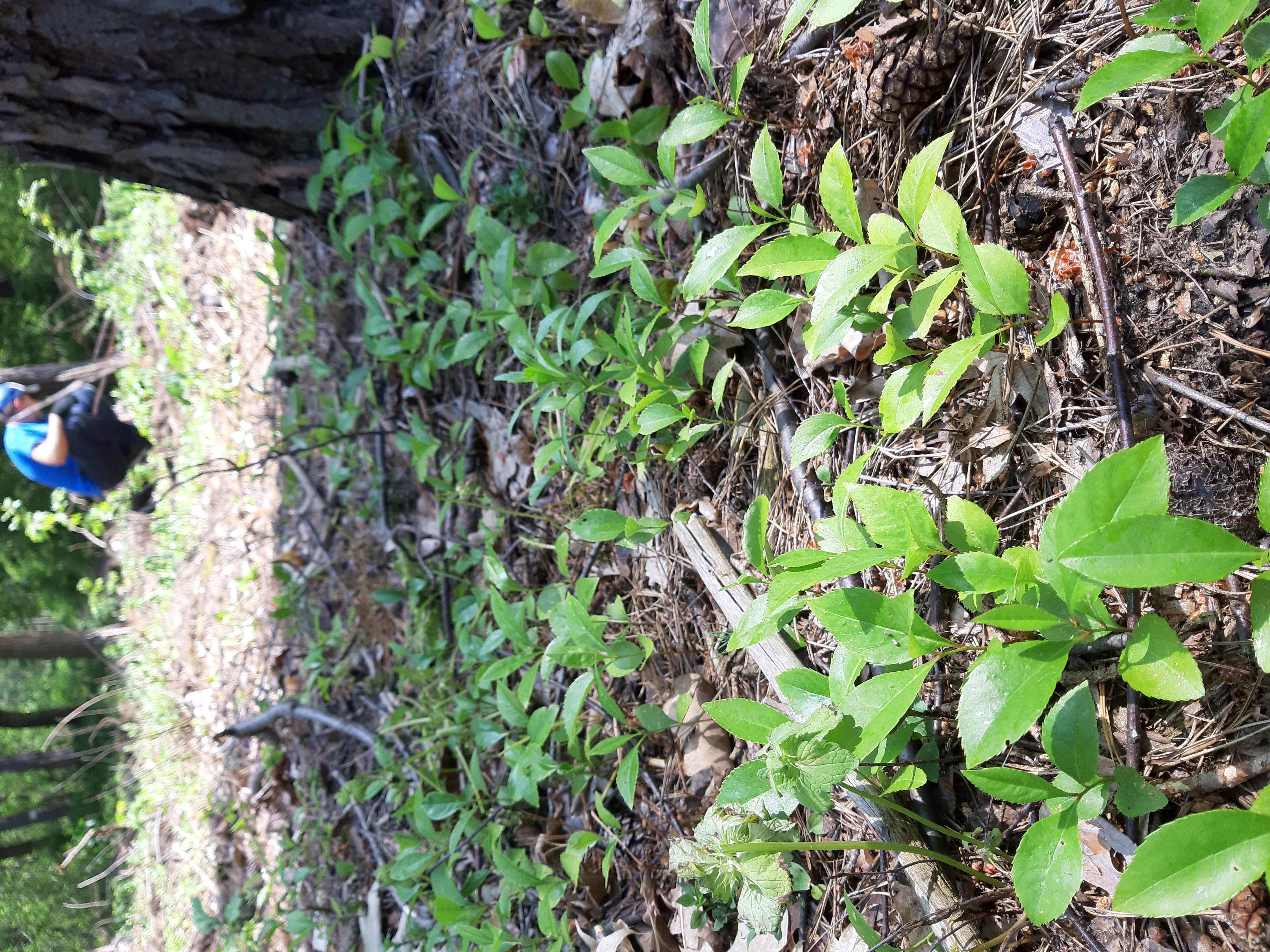 Zdjęcie przedstawia skupisko siewek czeremchy amerykańskiej rosnące w lesie. Fot. T. Keler