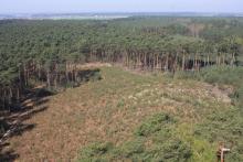 Oferta kupna lasów i gruntów do zalesienia