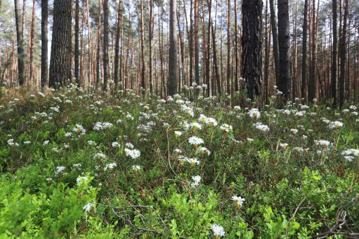 Bagno zwyczajne to zimozielony, krótkowieczny (dożywający do 30 lat) krzew wysokości 101,5 m. Roślina ta występuje na terenach podmokłych, zacienionych i zakwaszonych (mokre lasy sosnowe, torfowiska wysokie, bory bagienne).