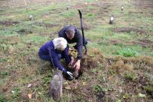 Zapisy na wiosenne sadzenie drzew w Lesie Nowożeńców i Drzew Okolicznościowych